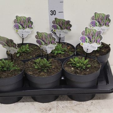 Salvia nemorosa 'Ostfriesland'