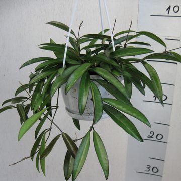 Hoya longifolia 'China Beans'