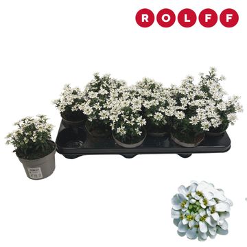Iberis sempervirens 'Nevina'