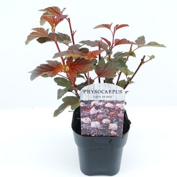 Physocarpus opulifolius LADY IN RED