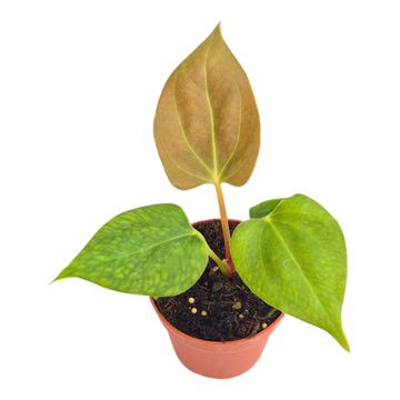 Anthurium portillae