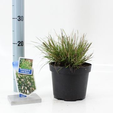 Pennisetum alopecuroides 'Литл Банни'