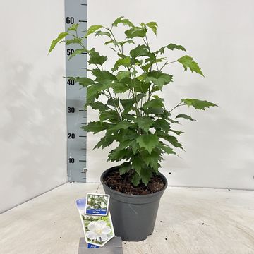 Hibiscus syriacus FLOWER TOWER WHITE