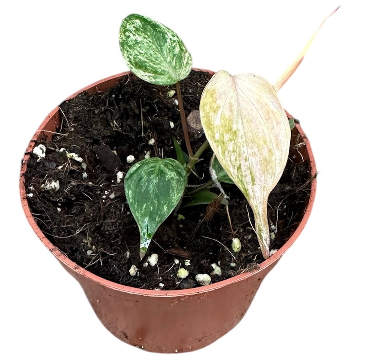 Philodendron scandens micans 'Marble Variegata'
