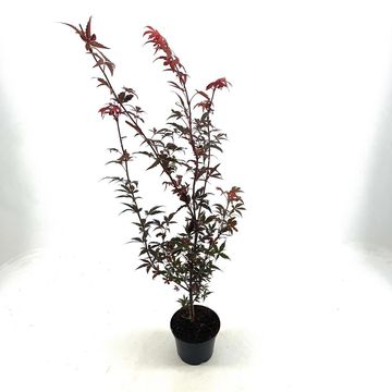 Acer palmatum 'Skeeter's Broom'