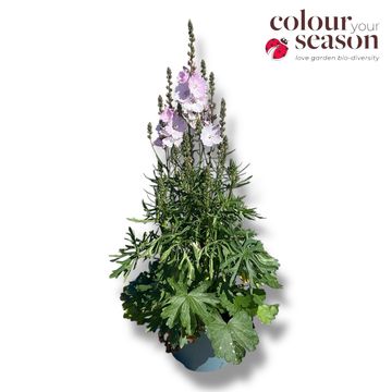 Sidalcea 'Little Princess'