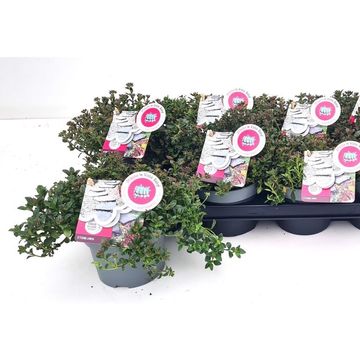 Chaenorhinum oppositifolium