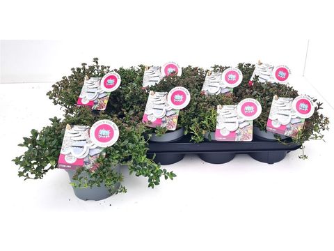 Chaenorhinum oppositifolium