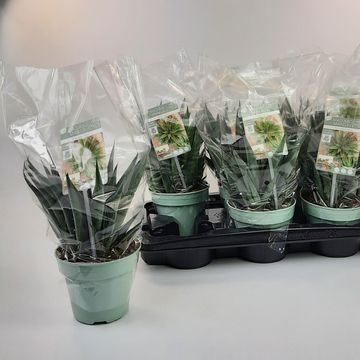 x Mangave 'Pineapple Express'