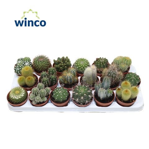 Cactos MIX