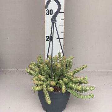 Crassula 'Hottentot'