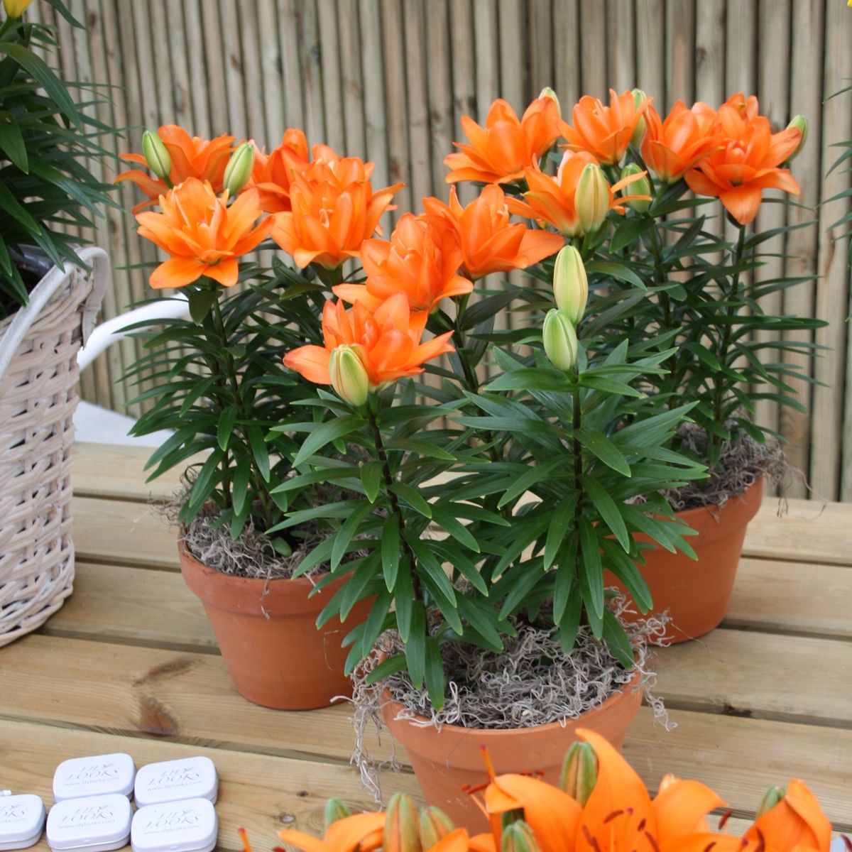 Lilium Tiny Double You (P13 cm H33 43 cm) Plant Wholesale FlorAccess