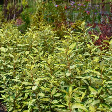 Elaeagnus x ebbingei MARYLINE