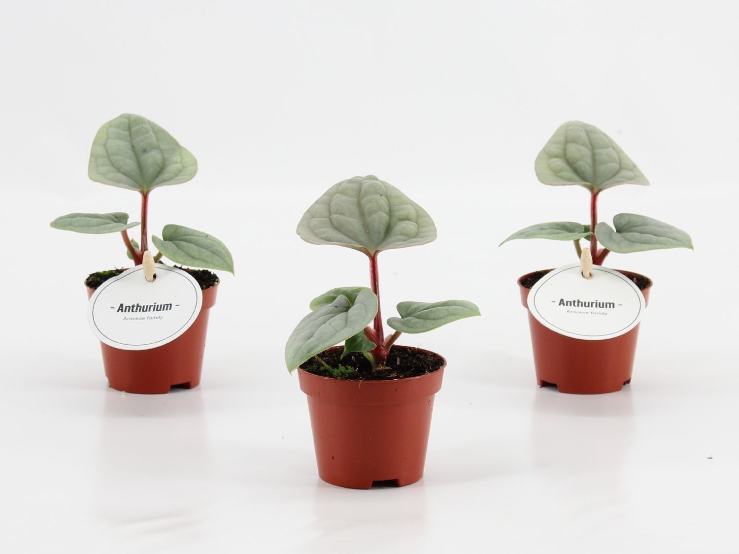 bonsai accessories Bonsaify