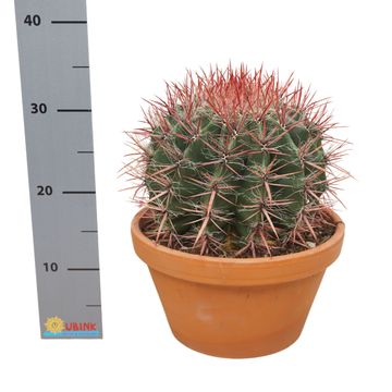 Ferocactus stainesii