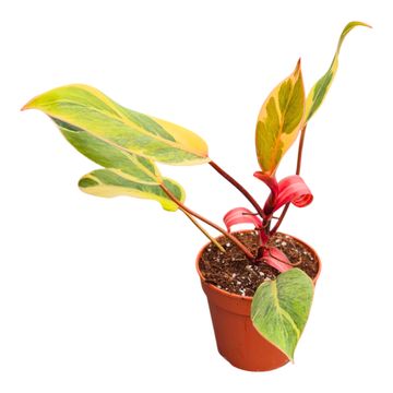 Philodendron 'Shady Lady'