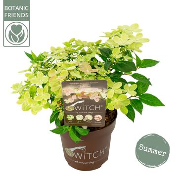 Hydrangea paniculata SWITCH OPHELIA