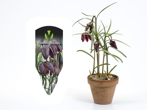 Fritillaria meleagris
