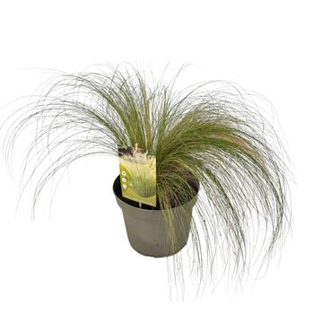 Stipa tenuissima 'Ponytails'