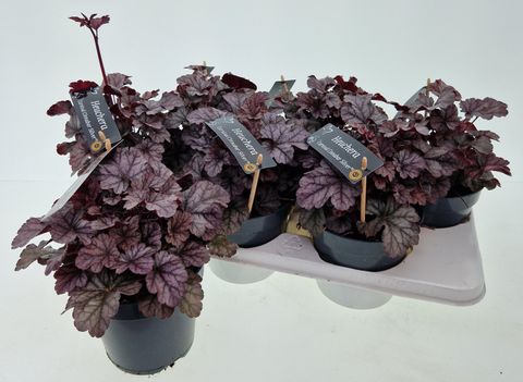 Heuchera 'Cinnabar Silver'