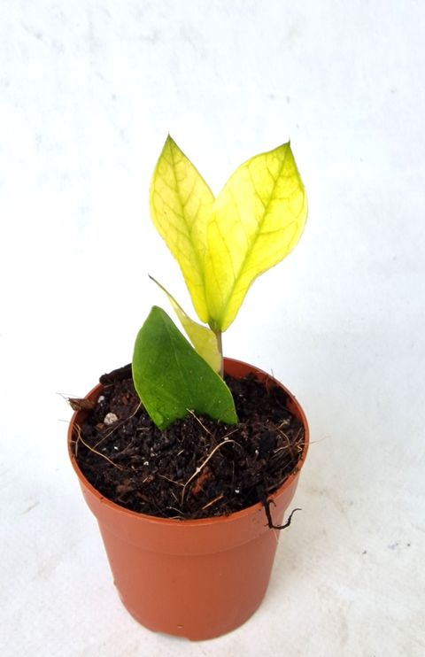 Zamioculcas zamiifolia 'Chameleon'