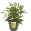 Rudbeckia fulgida 'Goldsturm'