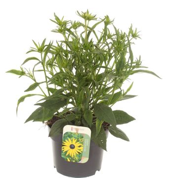 Rudbeckia fulgida 'Goldsturm' Rudbeckia fulgida 'Goldsturm'
