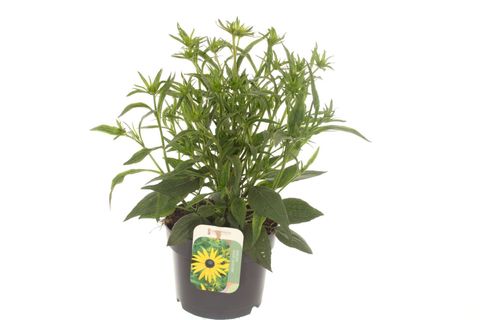 Rudbeckia fulgida 'Goldsturm'