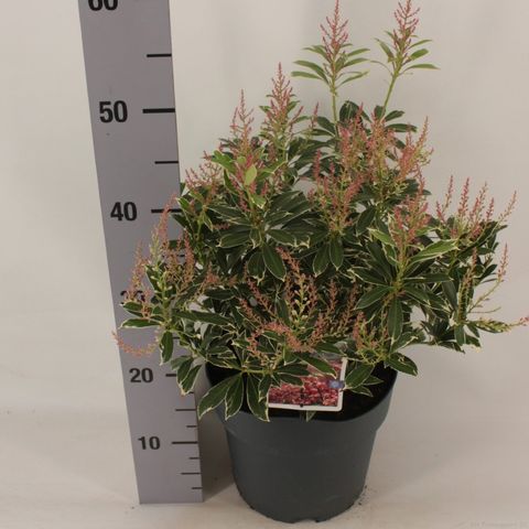 Pieris japonica POLAR PASSION