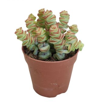 Crassula marnieriana