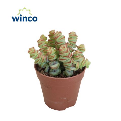 Crassula marnieriana