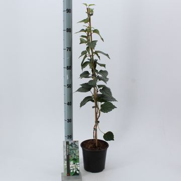 Schizophragma hydrangeoides