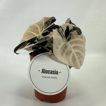 Alocasia 'Black Velvet Pink Variegata'