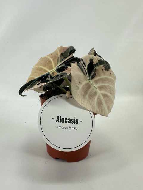 Alocasia 'Black Velvet Pink Variegata'