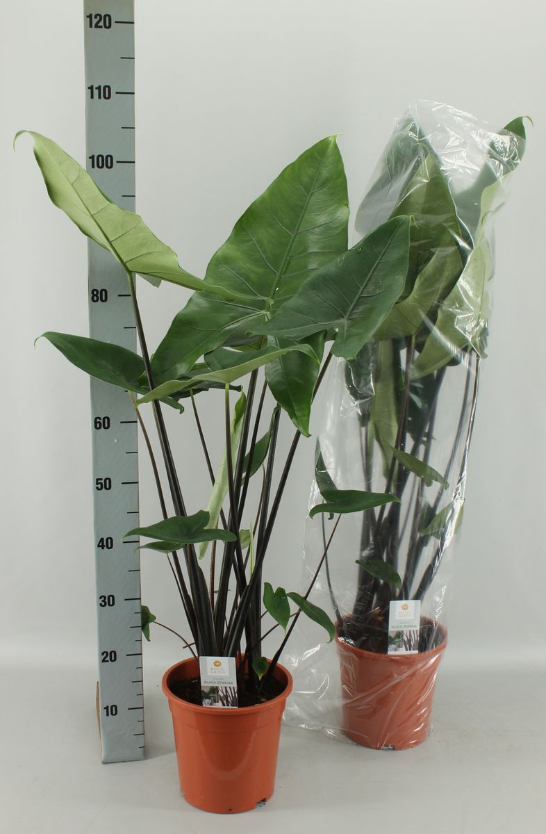 Alocasia 'Black Zebrina'  Pflanzengrohandel FlorAccess