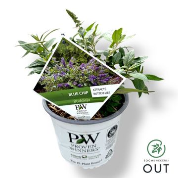 Buddleja 'Blue Chip'