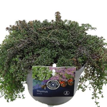 Thymus praecox 'Red Carpet'