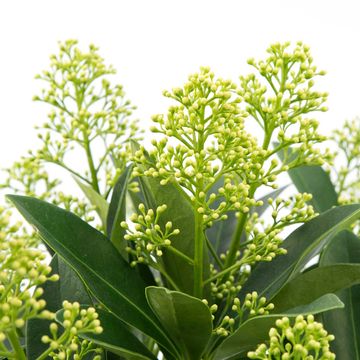 Skimmia japonica 'Finchy'