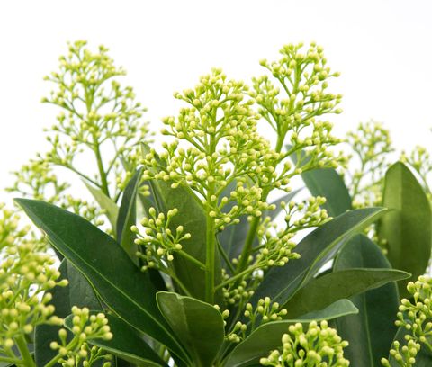 Skimmia japonica 'Finchy'