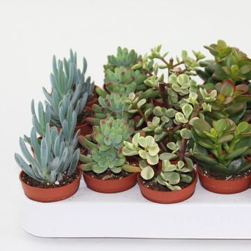 Sukulenty MIX