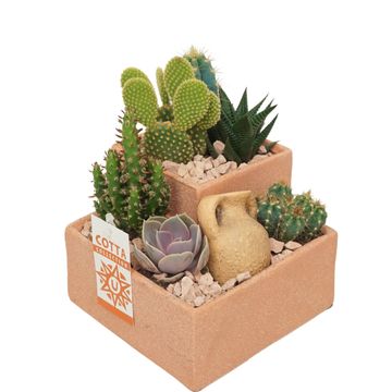 Composizione Cactus / Succulent