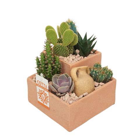 Düzenlemeler Cactus / Succulent