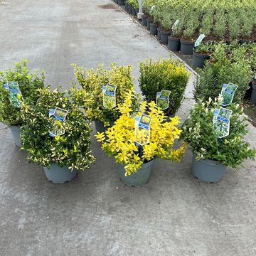 Euonymus japonicus MIX