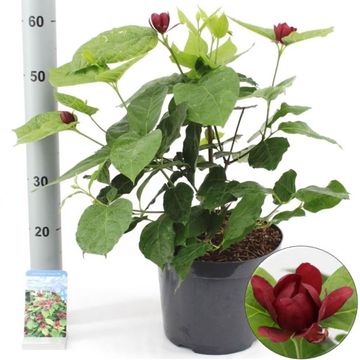 Calycanthus x raulstonii 'Hartlage Wine'