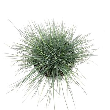 Festuca glauca 'Elijah Blue'