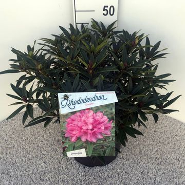 Rhododendron 'Graziella'