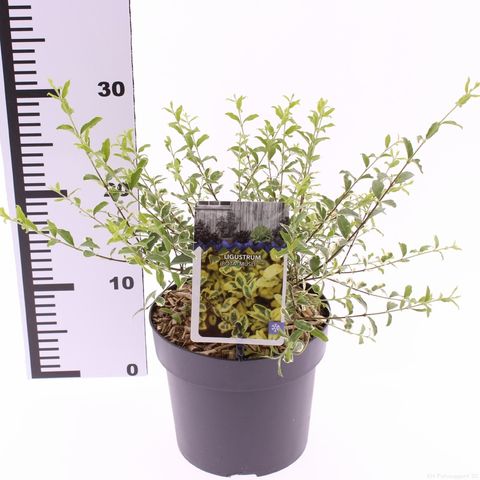 Ligustrum ibota MUSLI