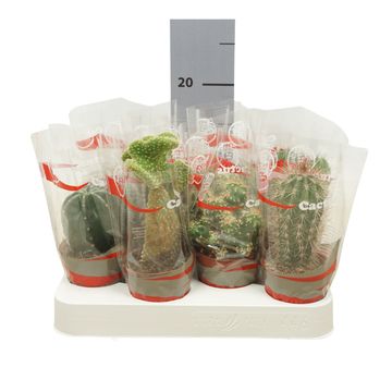 Cactus MIX