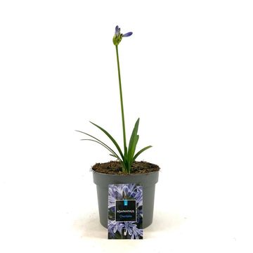 Agapanthus 'Charlotte'