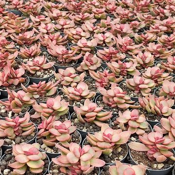 Crassula 'Moneymaker Variegata'